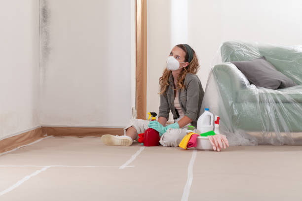 Reliable Black Mold Remediation contractor in Glendale Heights, IL by 24 Hour Mold Removal